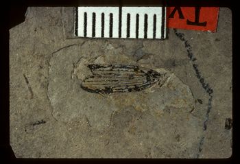 Media type: image;   Entomology PALE-1775 Aspect: full
